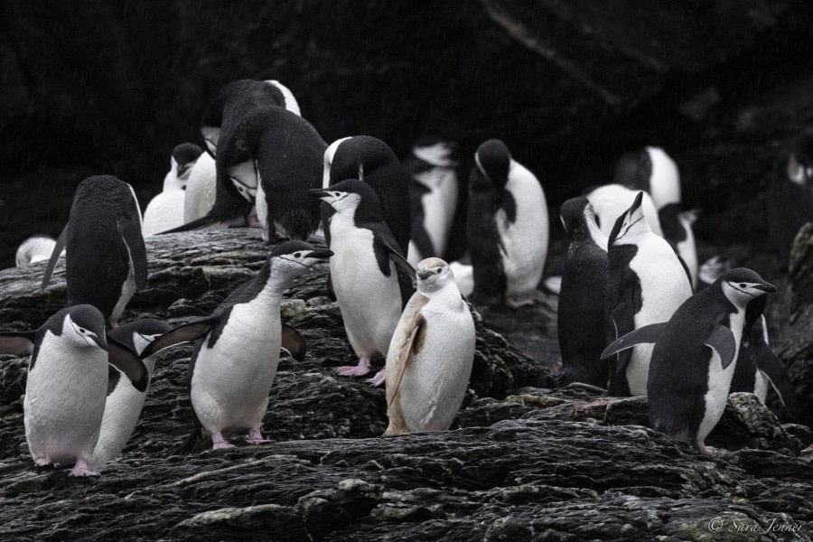 OTL29-24, Day 11, Leutistic chinstrap 1 @ Sara Jenner - Oceanwide Expeditions.jpg