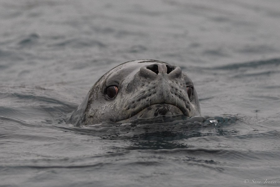 OTL29-24, Day 12, Leopard Seal 1 @ Sara Jenner - Oceanwide Expeditions.jpg