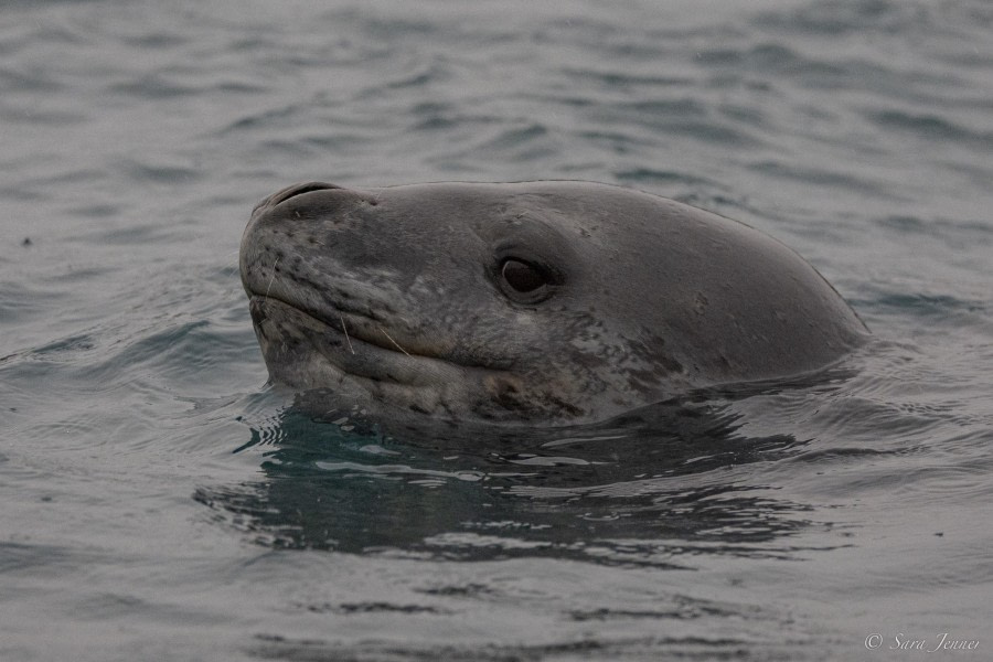 OTL29-24, Day 12, Leopard Seal 2 @ Sara Jenner - Oceanwide Expeditions.jpg