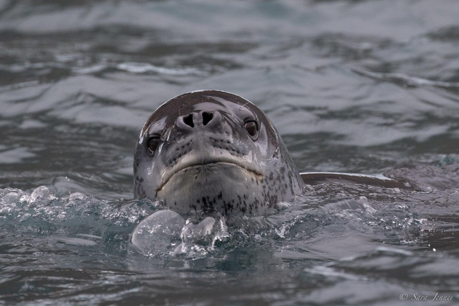 OTL29-24, Day 12, Leopard seal 3 @ Sara Jenner - Oceanwide Expeditions.jpg