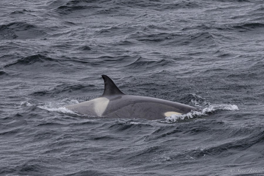 OTL29-24, Day 12, Orca sighting 1 @ Sara Jenner - Oceanwide Expeditions.jpg