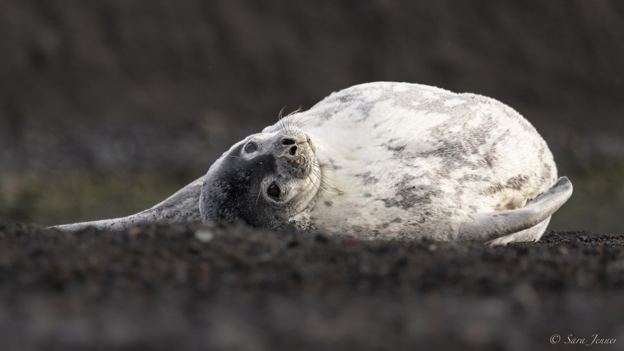 OTL29-24, Day 13, Weddell Seal 1 @ Sara Jenner - Oceanwide Expeditions.jpg