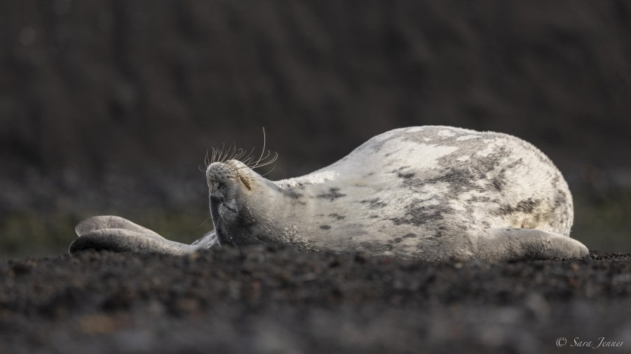 OTL29-24, Day 13, Weddell Seal 2 @ Sara Jenner - Oceanwide Expeditions.jpg