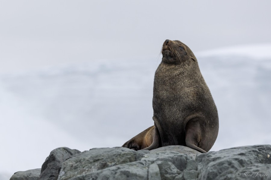 OTL29-24, Day 14, Foyn Harbour 2 @ Sara Jenner - Oceanwide Expeditions.jpg