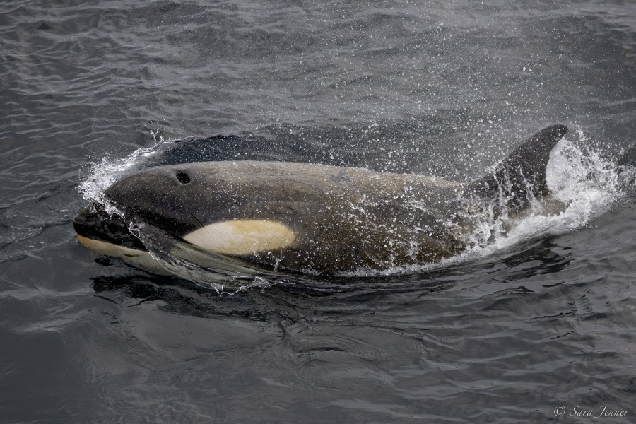 OTL29-24, Day 14, Orca 1 @ Sara Jenner - Oceanwide Expeditions.jpg