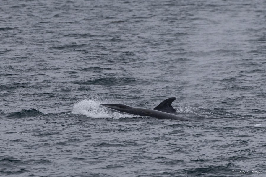 OTL29-24, Day 15, Minke whale @ Sara Jenner - Oceanwide Expeditions.jpg