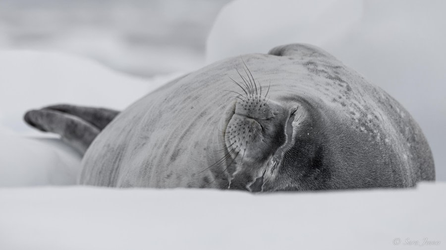 OTL29-24, Day 16, Danco Island cruise 2 @ Sara Jenner - Oceanwide Expeditions.jpg