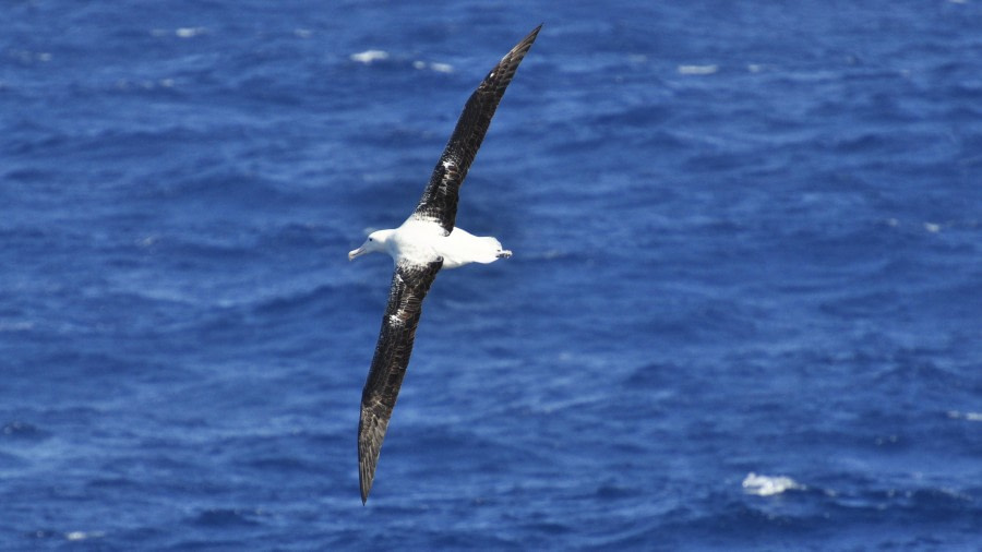 At Sea – Drake Passage