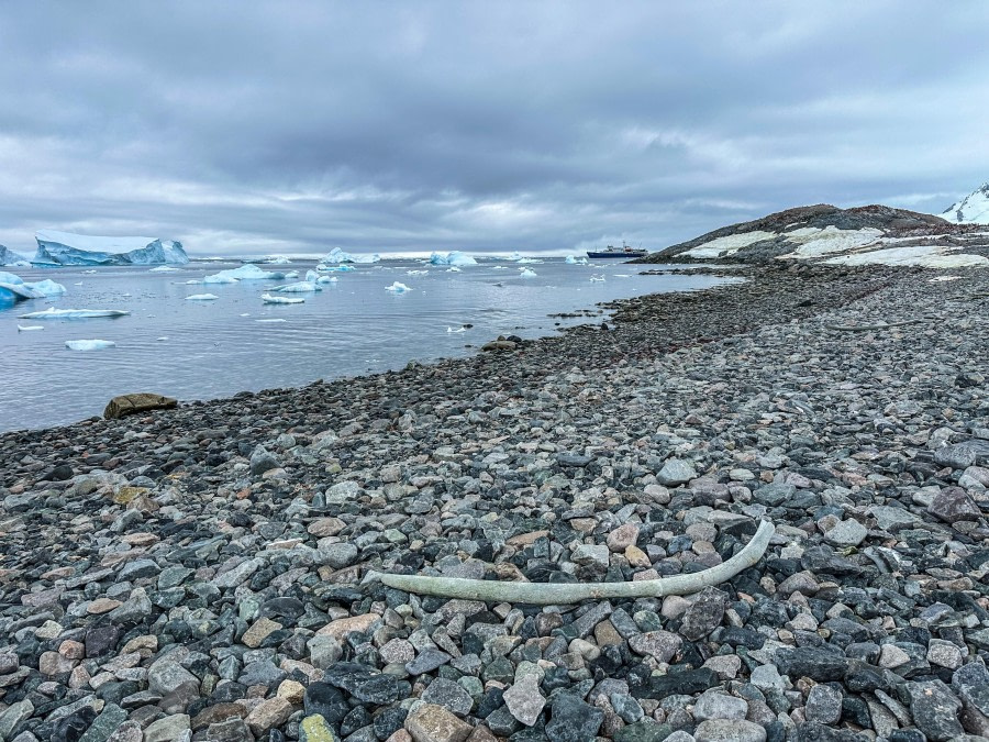 PLA29-24, Day 4, 9217ABD9-6CAE-48FA-9215-D7F6180F422D @ Unknown photographer - Oceanwide Expeditions.JPEG