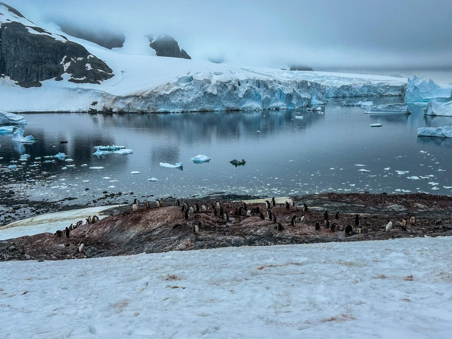 PLA29-24, Day 4, FDBB22E3-76E2-4C50-9D36-3CFDBC4D2C2E @ Unknown photographer - Oceanwide Expeditions.JPEG