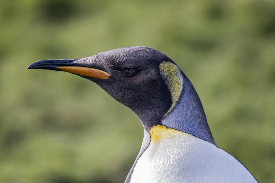 Portrait of the King