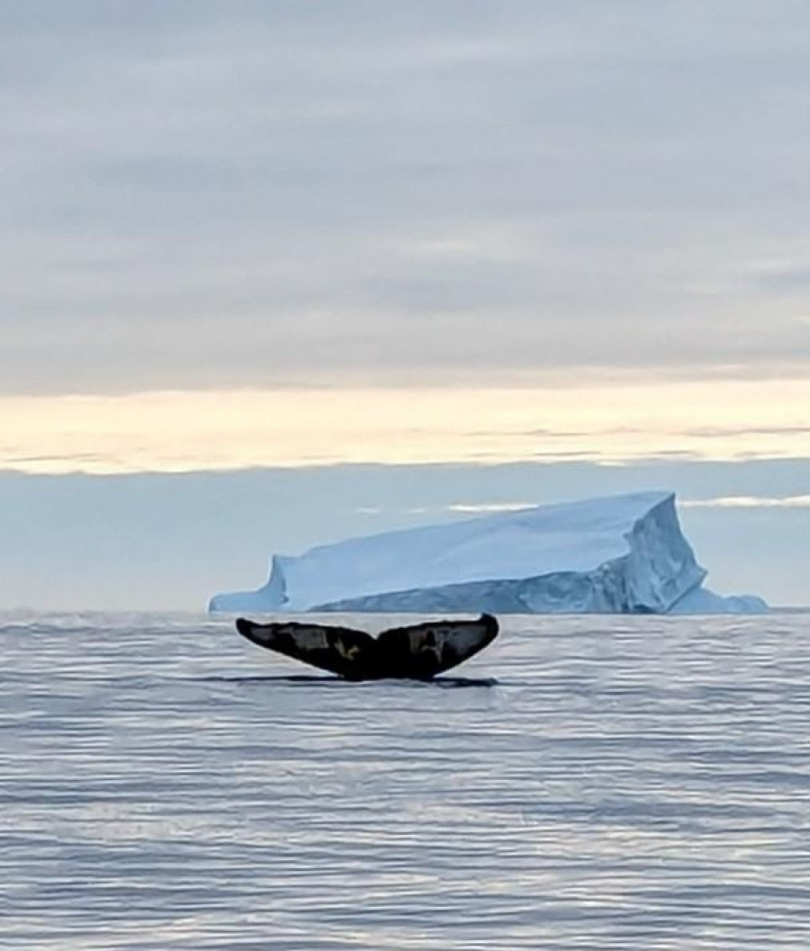 Whale Tail