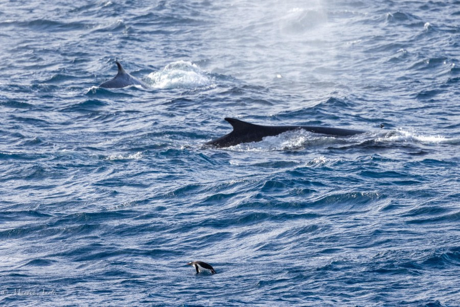 HDS29-24, Day 10, 088A2710 © Martin Anstee - Oceanwide Expeditions.jpg