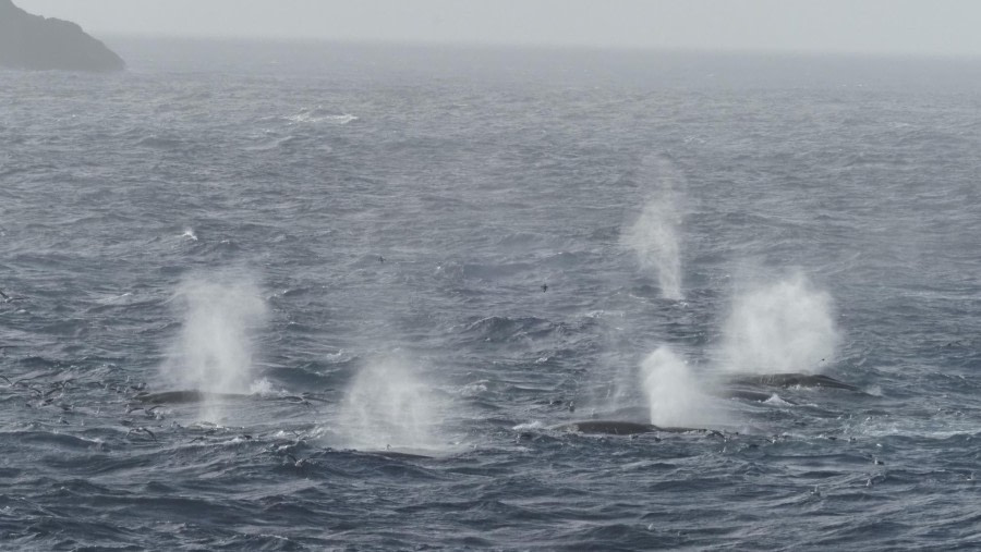 HDS29-24, Day 10, Elephant island__2290154_© Ursula Tscherter - Oceanwide Expeditions.JPG