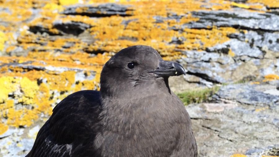 HDS29-24, Day 11, Shingle cove_3011776_© Ursula Tscherter - Oceanwide Expeditions.JPG