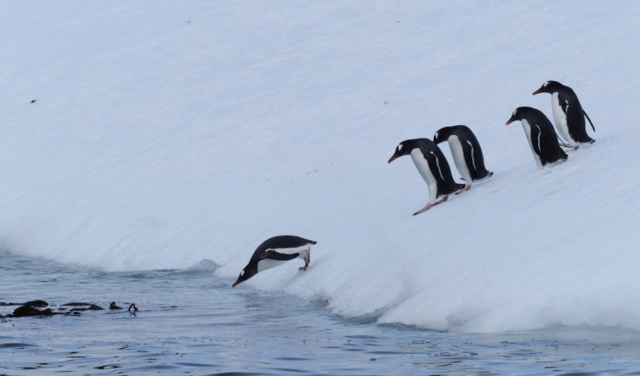 HDS29-24, Day 15, Godhul_3050112_© Ursula Tscherter - Oceanwide Expeditions.JPG