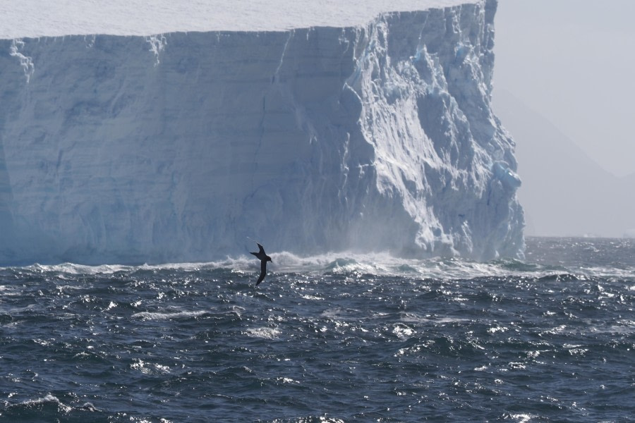 HDS29-24, Day 15, lightmantled-5th-Meike © Meike Sjoer - Oceanwide Expeditions.JPG