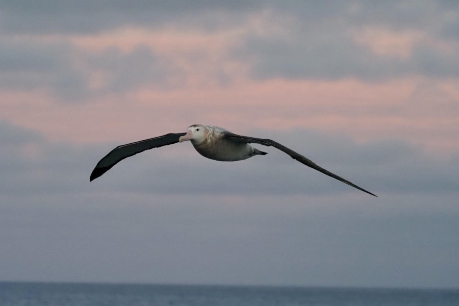 HDS29-24, Day 17, wandering © Meike Sjoer - Oceanwide Expeditions.JPG