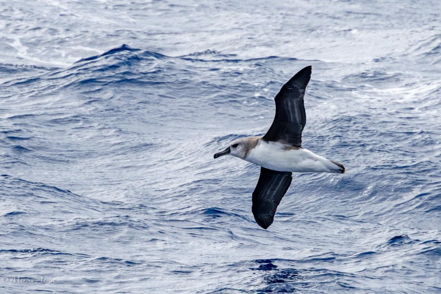 HDS29-24, Day 2, 088A1916 © Martin Anstee - Oceanwide Expeditions.jpg