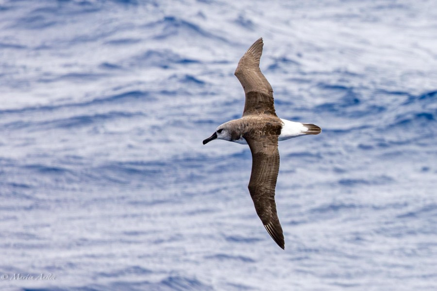 At Sea, Drake Passage