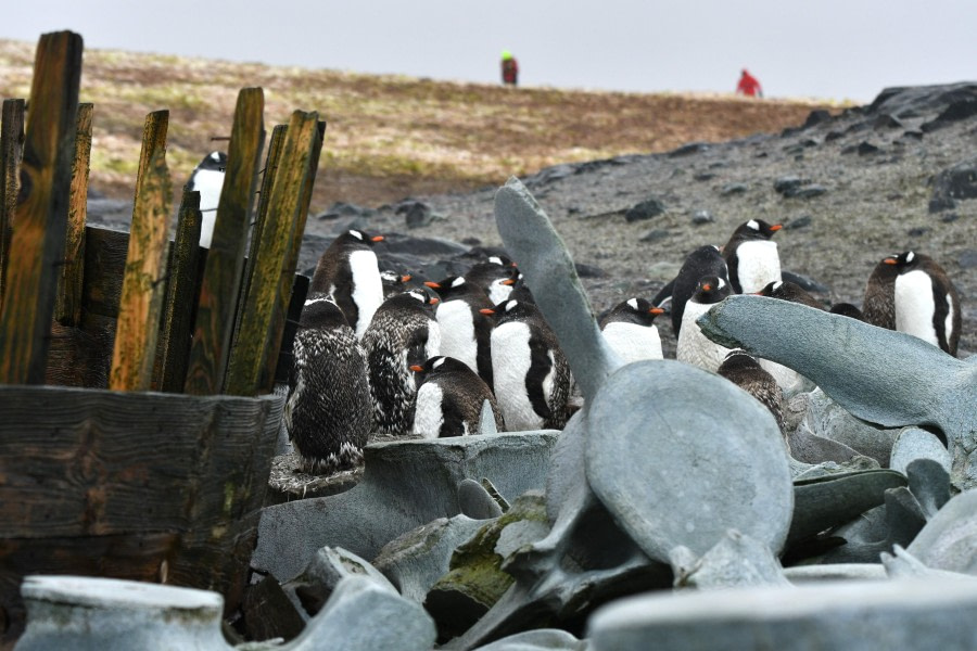 HDS29-24, Day 9, SAS_28FEB (3) © Saskia van der Meij - Oceanwide Expeditions.JPG