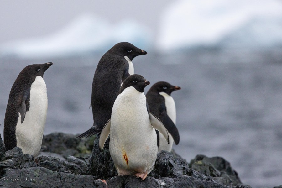 HDS29-24, Day 7, 088A2394 © Martin Anstee - Oceanwide Expeditions.jpg