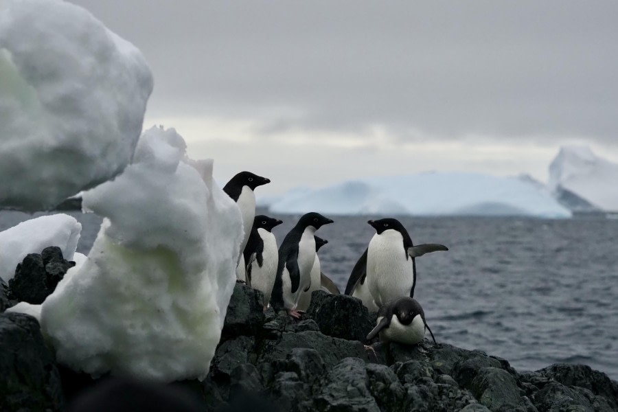 HDS29-24, Day 7, Adelies © Meike Sjoer - Oceanwide Expeditions.JPG