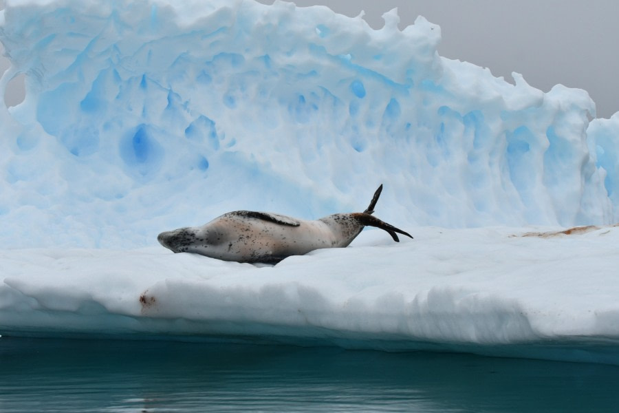 HDS29-24, Day 7, SAS_27FEB (3) © Saskia van der Meij - Oceanwide Expeditions.JPG