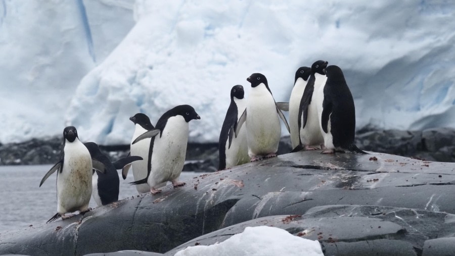 HDS29-24, Day 6, Fish Islands_2250171_© Ursula Tscherter - Oceanwide Expeditions.JPG