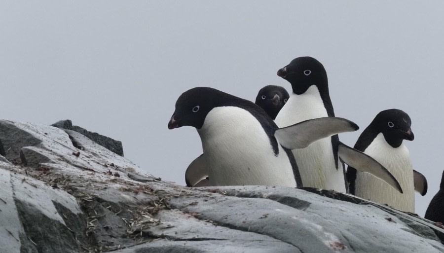 HDS29-24, Day 6, Fish Islands_2250241_© Ursula Tscherter - Oceanwide Expeditions.JPG