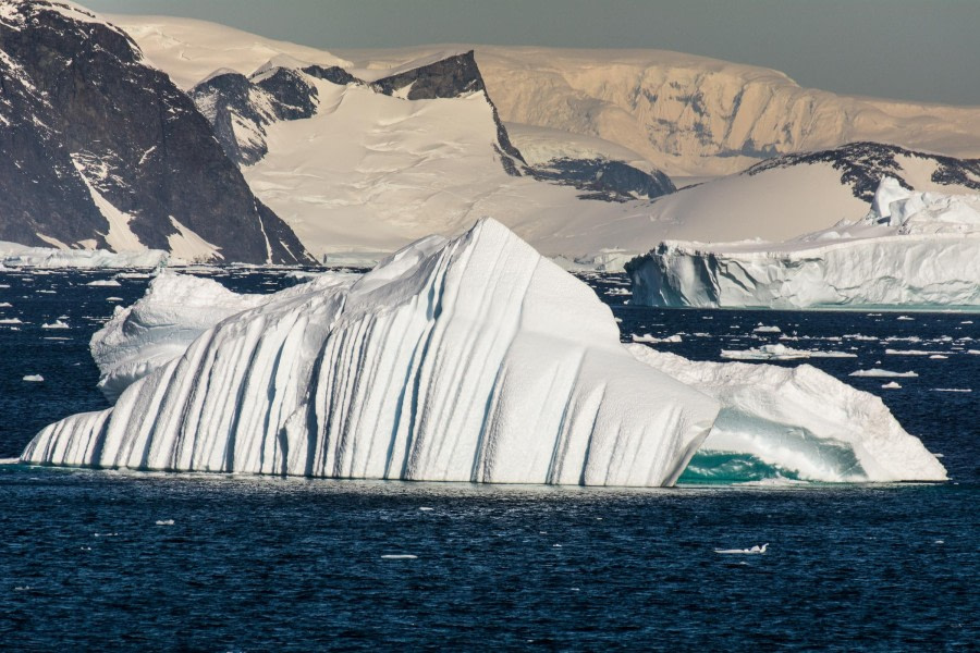 PLA30-24, Day 7, DSC_2485 @ Unknown photographer - Oceanwide Expeditions.jpg