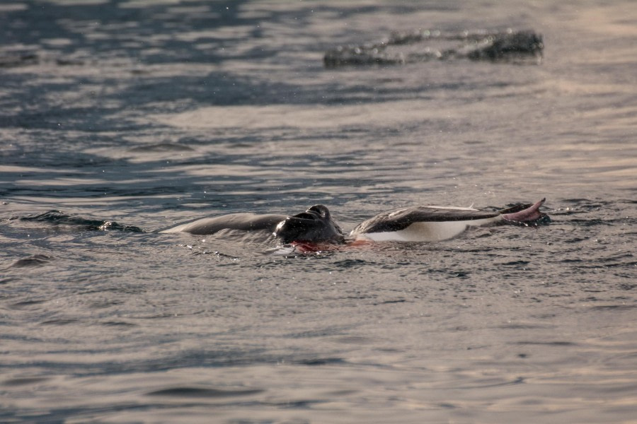 PLA30-24, Day 8, DSC_2529 @ Unknown photographer - Oceanwide Expeditions.jpg