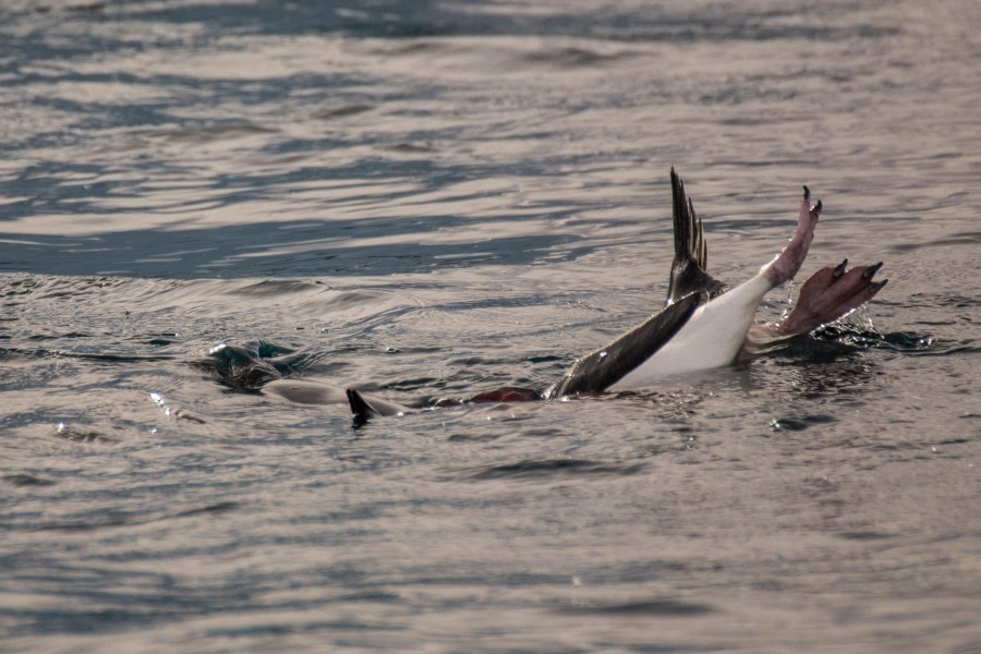 PLA30-24, Day 8, DSC_2530 @ Unknown photographer - Oceanwide Expeditions.jpg