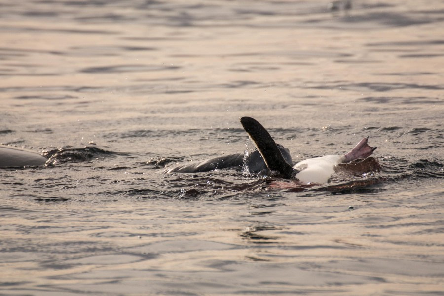 PLA30-24, Day 8, DSC_2533 @ Unknown photographer - Oceanwide Expeditions.jpg