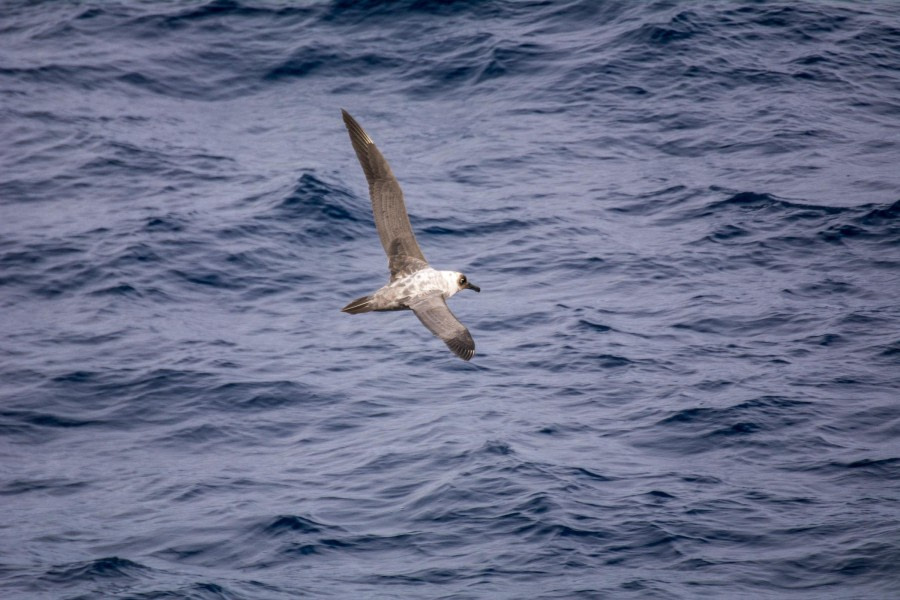 At Sea – Drake Passage