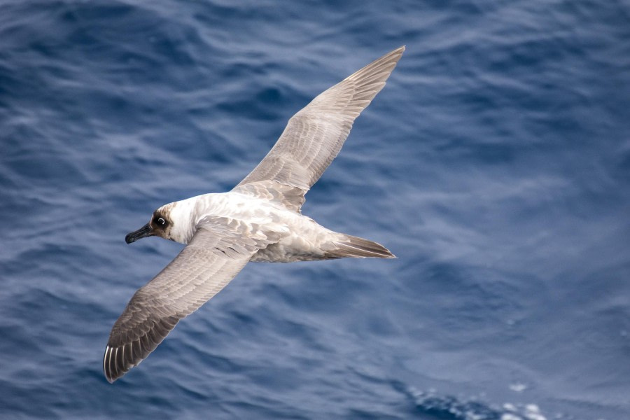 At Sea – Drake Passage