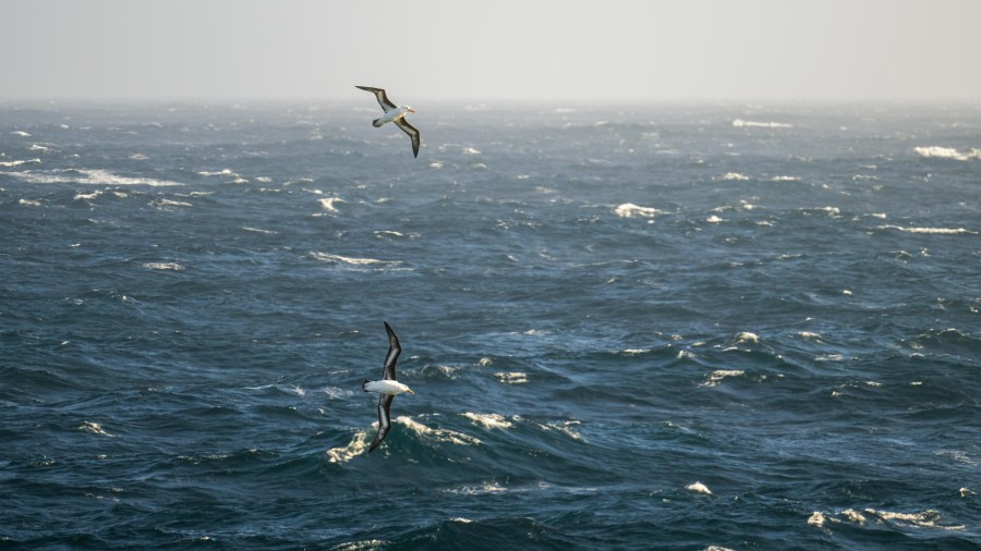 PLA31-24, Day 2, DSC_9134 © Unknown photographer - Oceanwide Expeditions.jpg