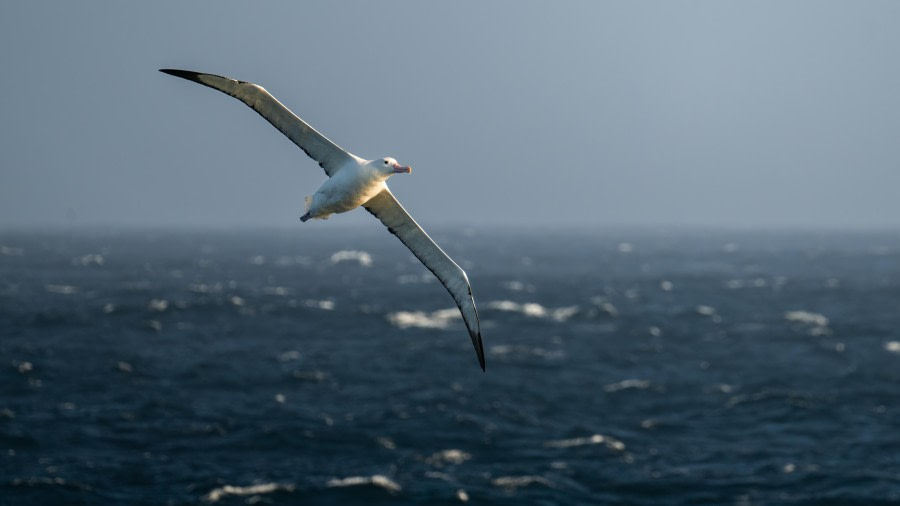 PLA31-24, Day 2, DSC_9278 © Unknown photographer - Oceanwide Expeditions.jpg