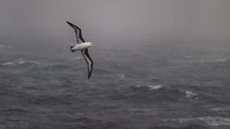 At Sea – Drake Passage