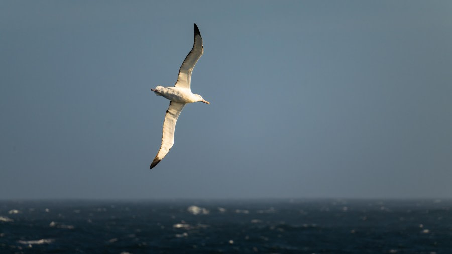 At Sea – Drake Passage