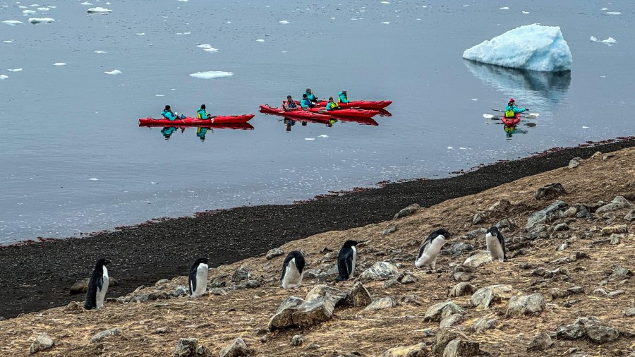 PLA31-24, Day 4, B8CF8907-36F8-4AE8-B05A-B8D210999D25 © Unknown photographer - Oceanwide Expeditions.JPEG