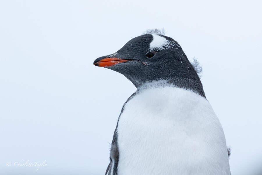 OTL31-24, Day 5, FZ1A6789-2 @ Charlotte Taplin - Oceanwide Expeditions.jpg