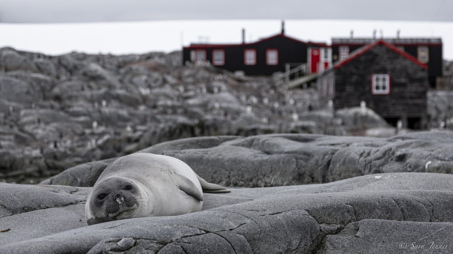 OTL31-24, Day 5, Port Lockroy 4 @ Sara Jenner - Oceanwide Expeditions.jpg