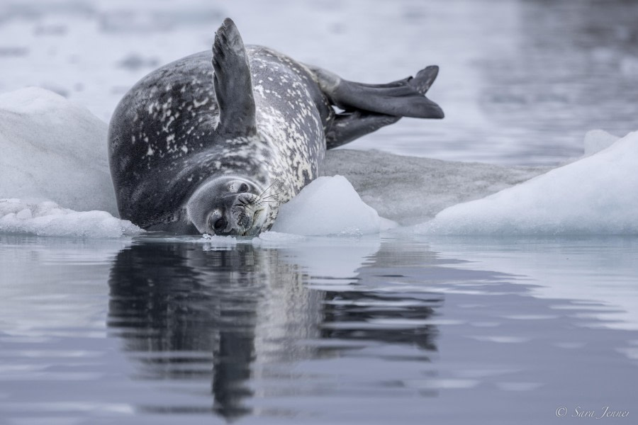 OTL31-24, Day 5, Port Lockroy 6 @ Sara Jenner - Oceanwide Expeditions.jpg