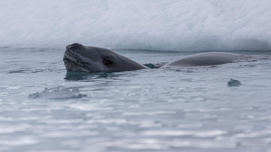 OTL31-24, Day 5, Port Lockroy 8 @ Sara Jenner - Oceanwide Expeditions.jpg