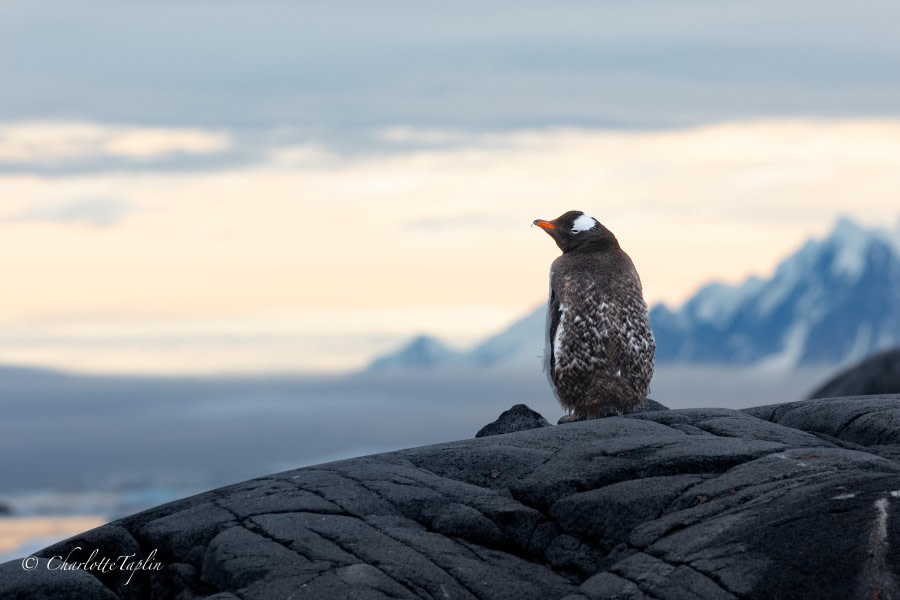 OTL31-24, Day 6, FZ1A6913-2 @ Charlotte Taplin - Oceanwide Expeditions.jpg