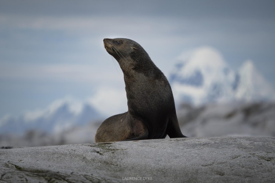 OTL31-24, Day 6, LD_05570_AINR_PS2_WMW @ Laurence Dyke - Oceanwide Expeditions.jpg