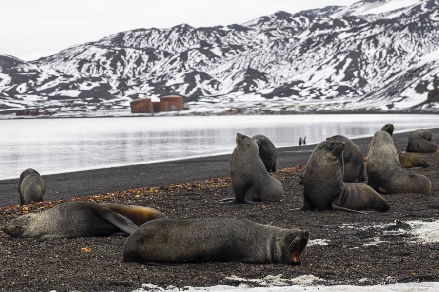 OTL31-24, Day 10, Deception Island 2 @ Sara Jenner - Oceanwide Expeditions.jpg