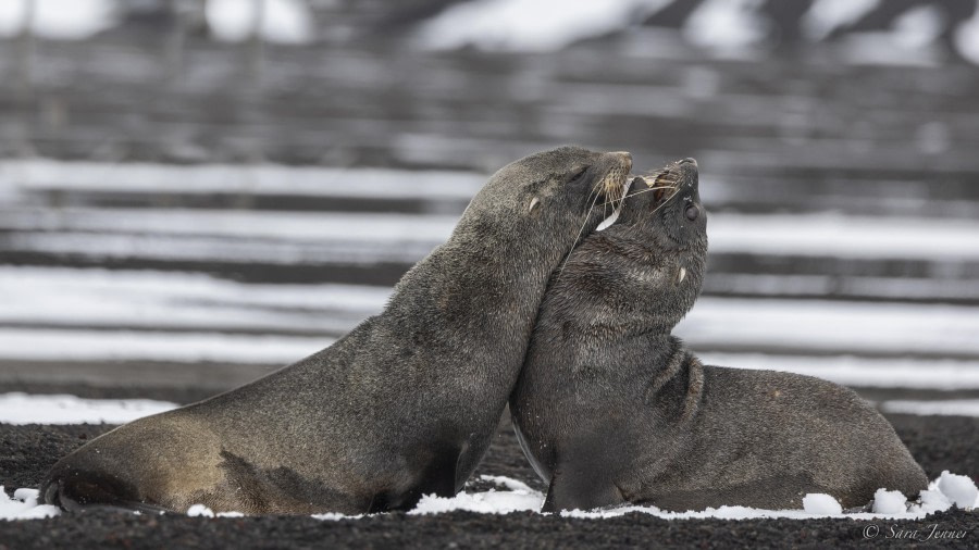 OTL31-24, Day 10, Deception Island 5 @ Sara Jenner - Oceanwide Expeditions.jpg