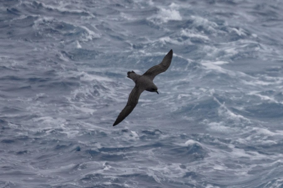 At sea, crossing Drake’s Passage